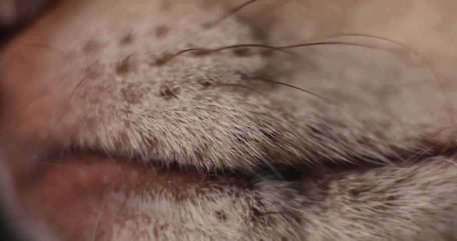A close up of an animals whiskers