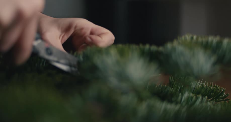 The video shows a closeup of hands working with fresh evergreen branchesa person selects a piece of greenery and then uses a pair of shears to cut a section from the main branch