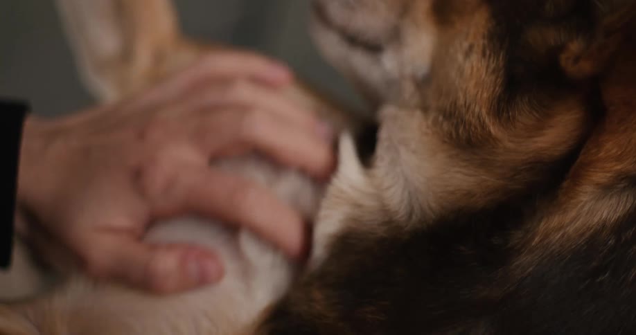 A close view shows a hand gently stroking the brown and white fur of a relaxed dog lying down in dim soft lighting