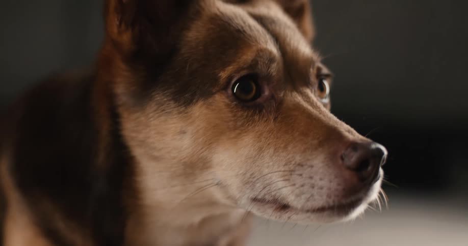 The face of a black and brown dog that is staring intently to the left