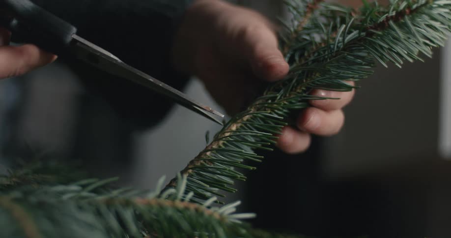 A close view of a persons hand in a dark sweater cutting a green pine or fir branch with a scissor in a dimly lit indoor setting