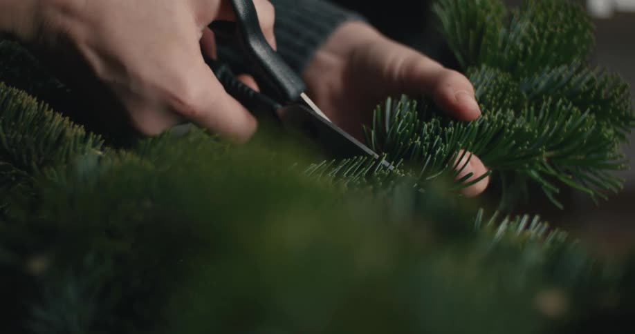 A very close view shows a hand using black scissors to trim a dark green pine or fir branch
