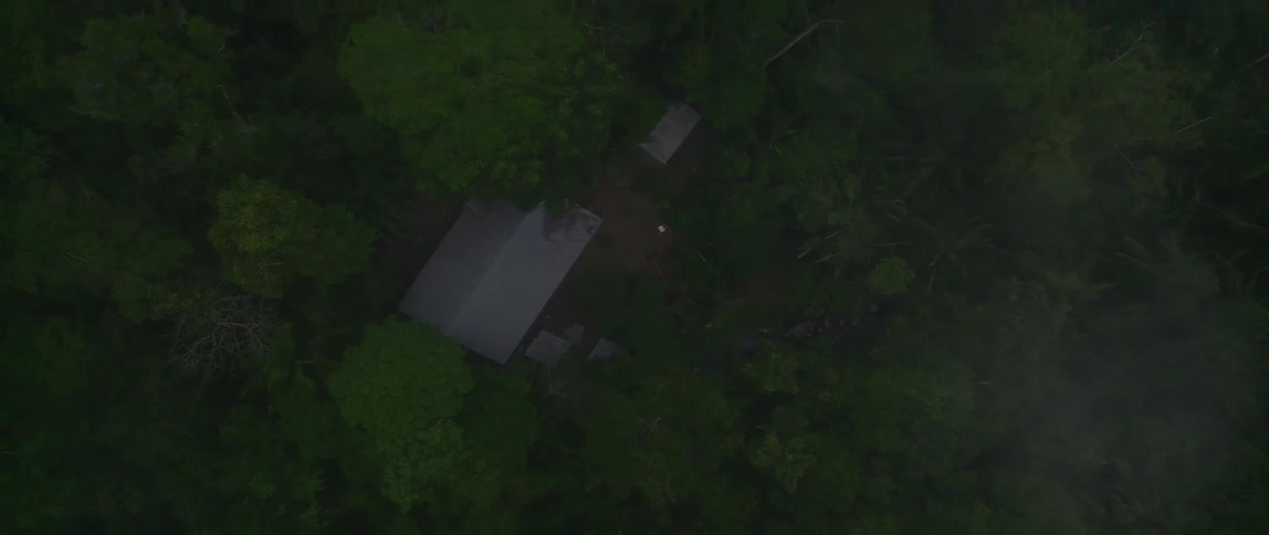 A forest area filled with trees at evening time