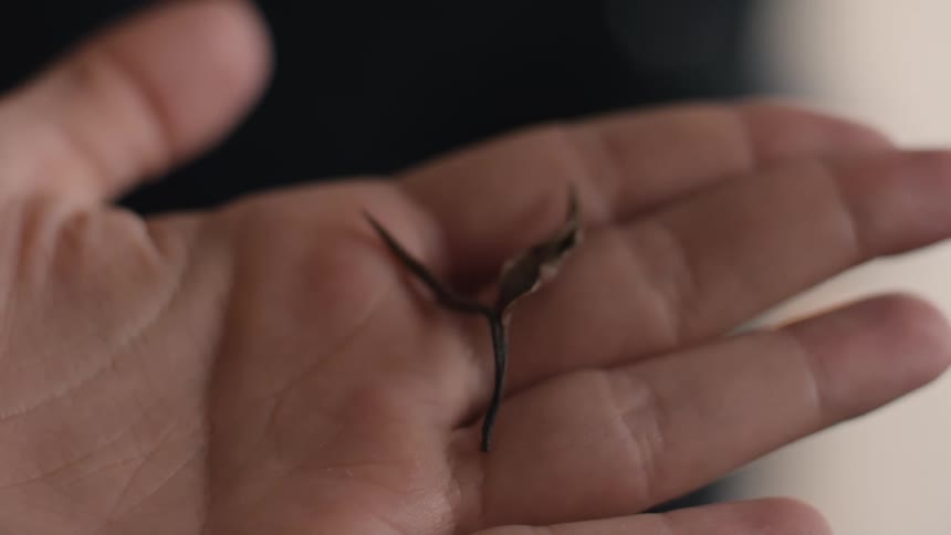 A persons finger holds an insect with a flattened finger
