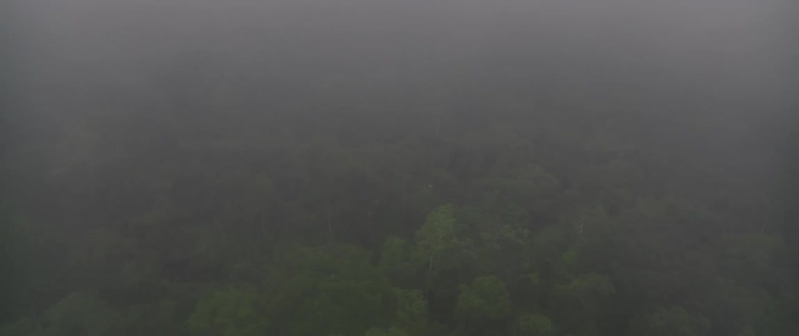 An aerial view of a forest full of trees