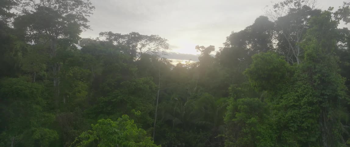 A large lush jungle