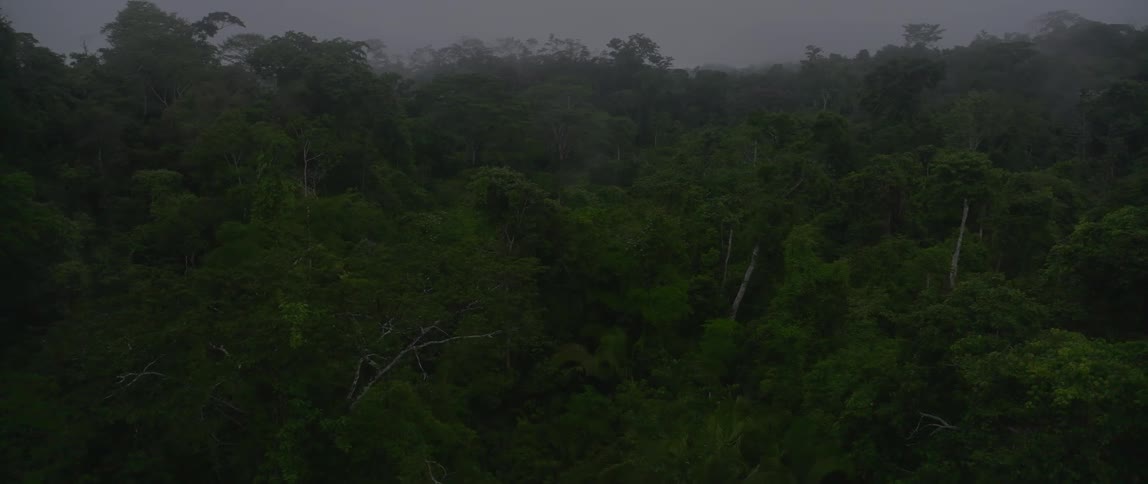 A large lush jungle