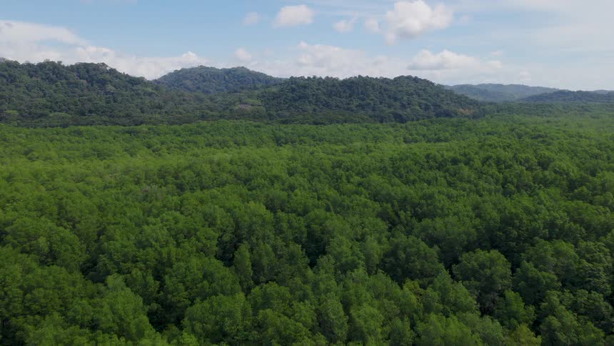 A forest area dense with thick green vegetation stretches across the landscape at midday with a mountain range rising in the background