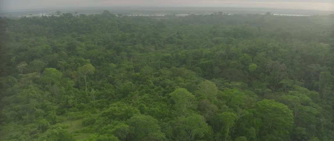 Flying over a large forest