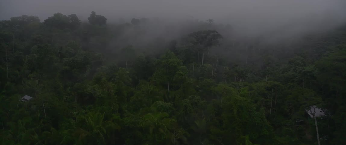 Dense tropical rainforest covered in mist with green canopies partially obscured by low clouds