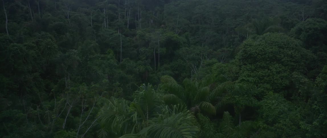 Tropical forest with dense canopy and tall trunks on hilly terrain under soft lighting