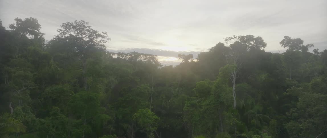 A view of trees in a forest