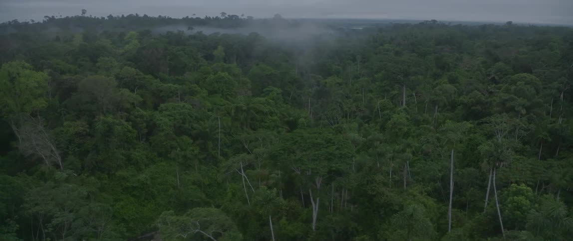 Mist hovers over dense tropical forest canopy seen from above in lush setting