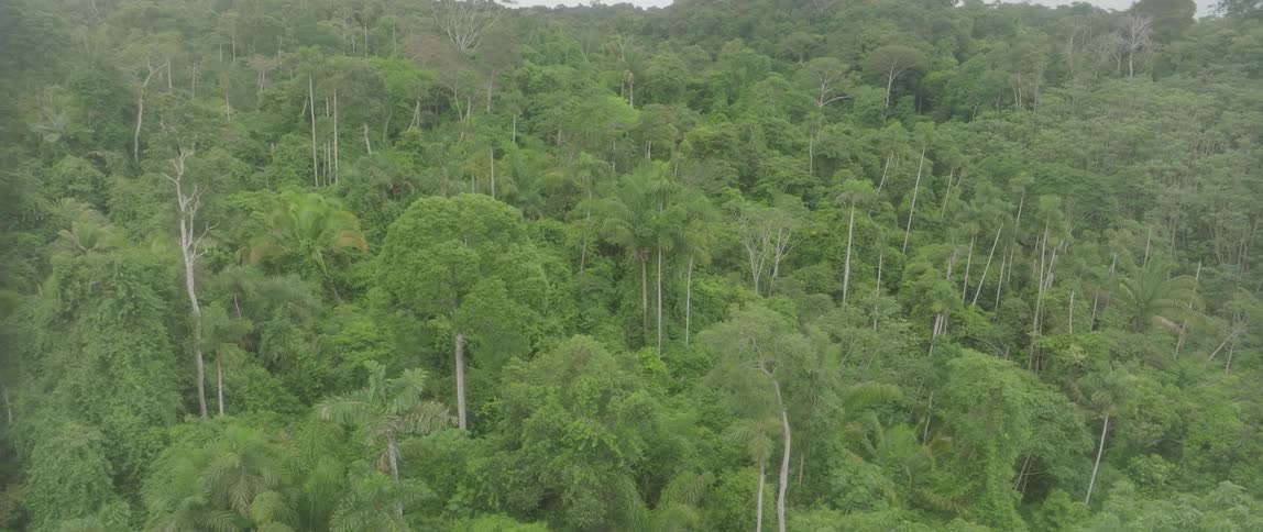 Flying over a sprawling rain forest that is filled with many tall trees