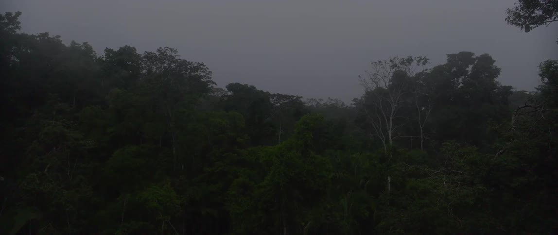 Aerial view of a dense green jungle foliage stretching across dark overcast terrain