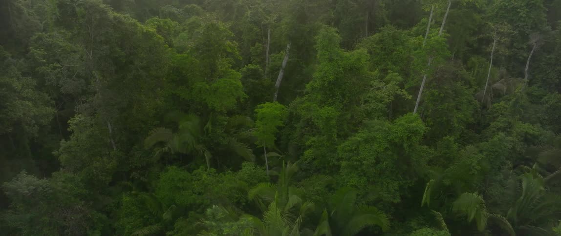 Aerial view of a dense lush green rainforest canopy stretching across the landscape