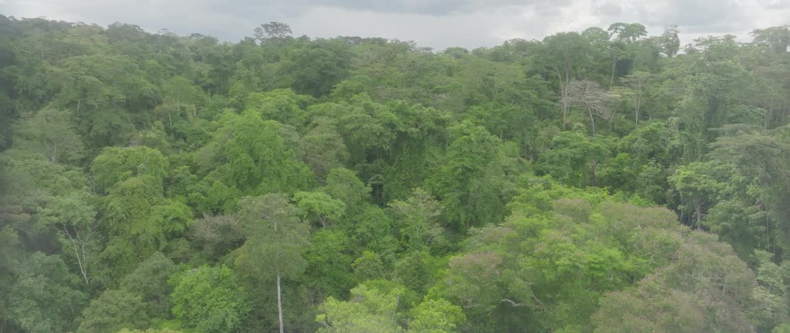 Aerial view moving over treetops in a forest under a cloudy sky