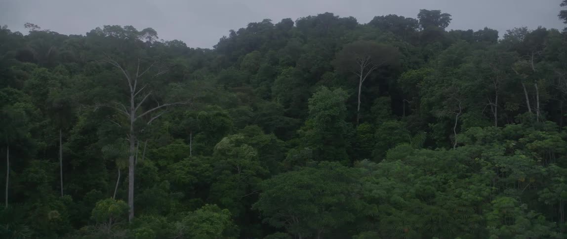 Aerial of a green tropical rain forest during daytime