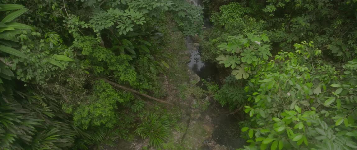 Aerial of a small stream in a dense jungle