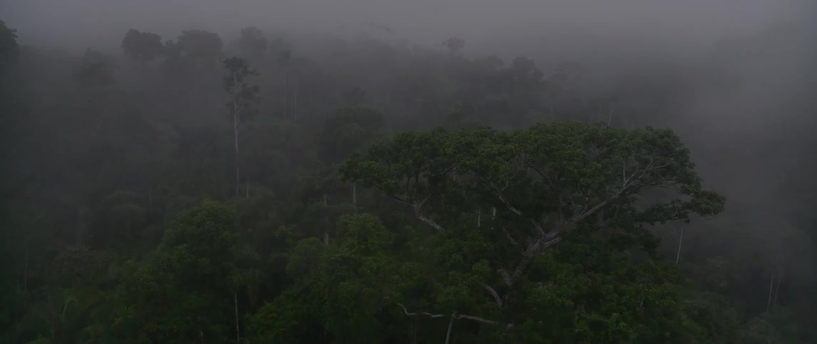 Dense fog partially obscures a dense rainforest during the daytime