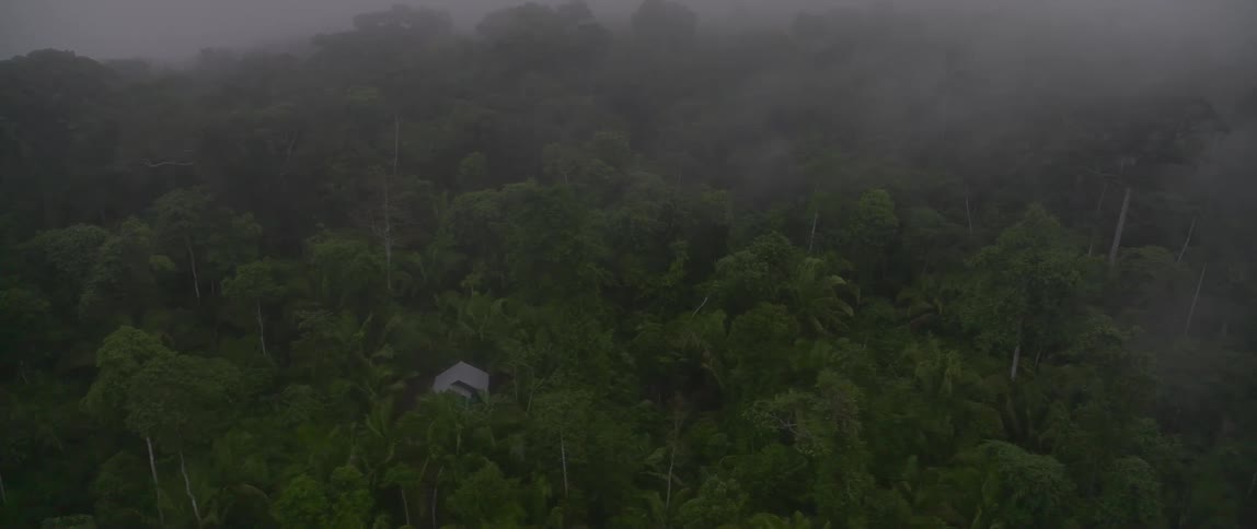 An aerial view of trees in a forest