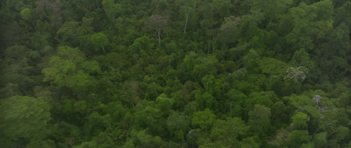 Light fog covers a dense forest during the daytime