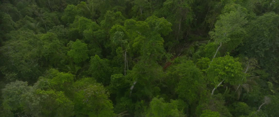 The video shows an overhead aerial view of a dense lush green jungle or rainforest canopythe camera slowly moves downwards and pans slightly over the thick tree cover revealing various shades of green foliage and a diverse mix of trees including so