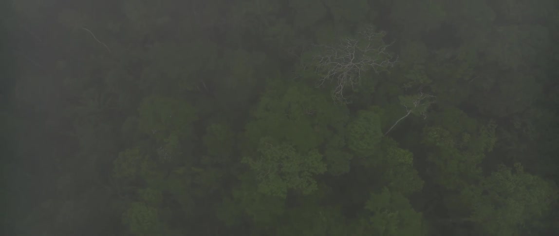 A forest filled with green vegetation wrapped in a foggy atmosphere at midday