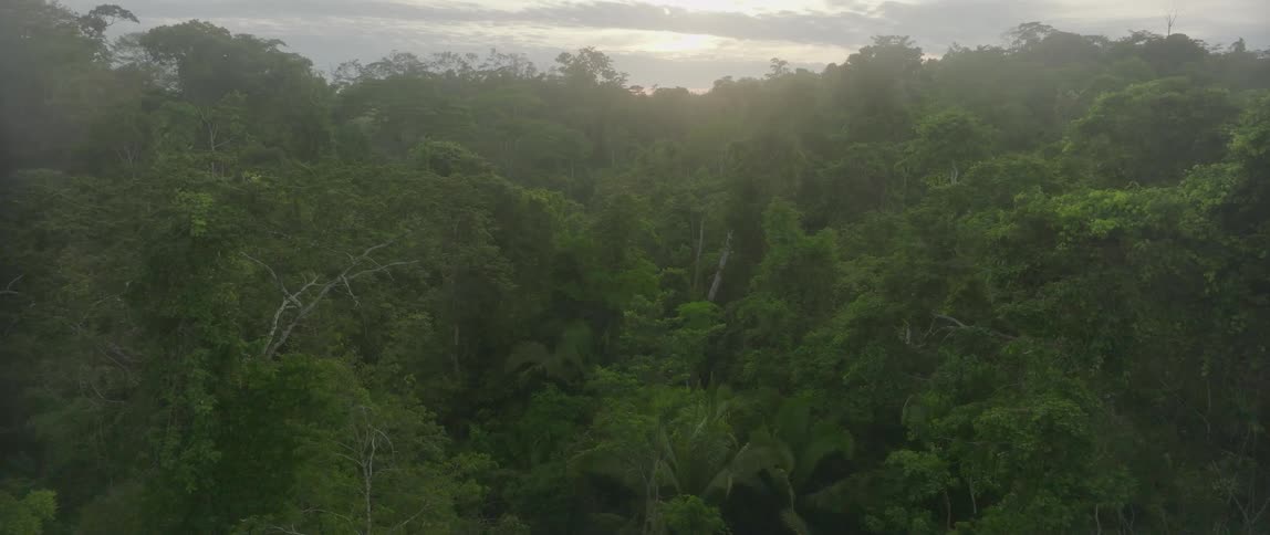 An aerial view shows a dense lush green jungle canopy with the tops of numerous tropical trees forming an undulating blanket of foliagethe scene is illuminated by the soft diffused light of the sun which is barely visible through the thick atmosphe