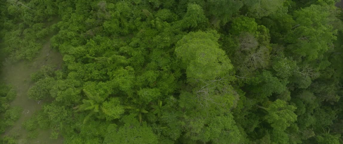 A highangle aerial view glides smoothly over a dense seemingly endless expanse of lush tropical rainforest revealing a textured tapestry of deep green leaves and starshaped palms