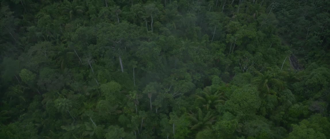 Aerial view moving over treetops in a forest with a stream and buildings under the trees