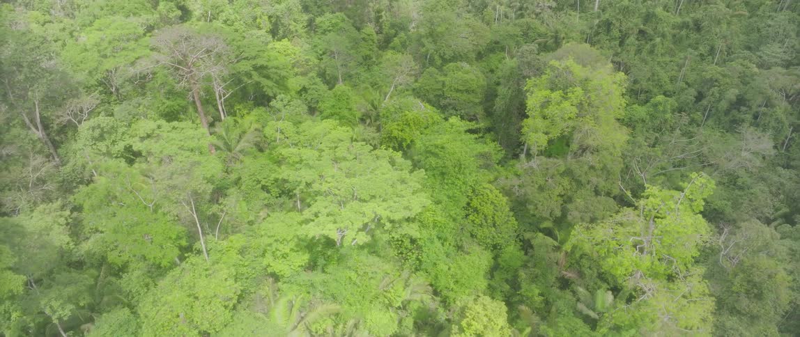 Countless large green trees are densely packed into a forest