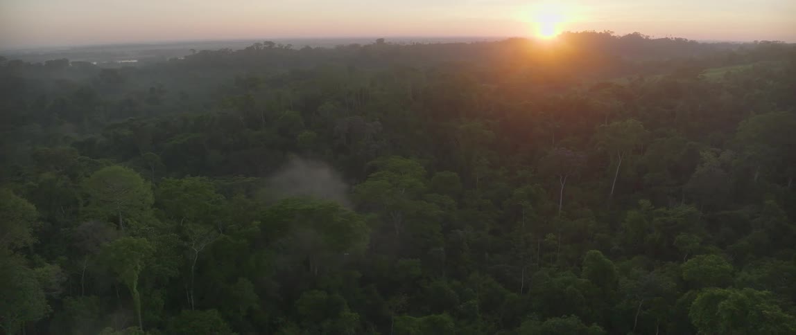 Aerial of a dense jungle at sunset