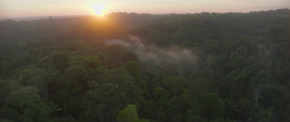 Fog hangs low over trees in the forest with a river as the sun glows on the horizon