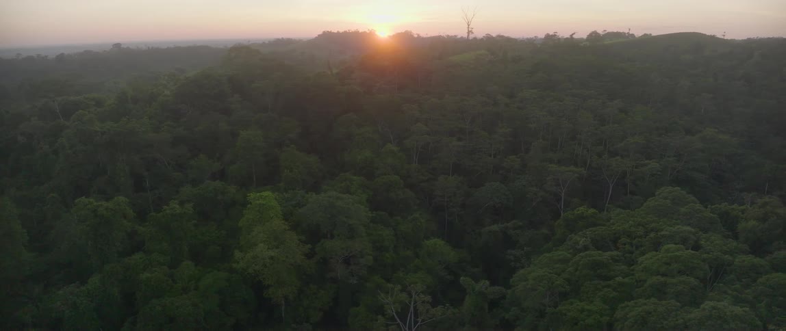 Sun shines from the red horizon onto a foggy forest