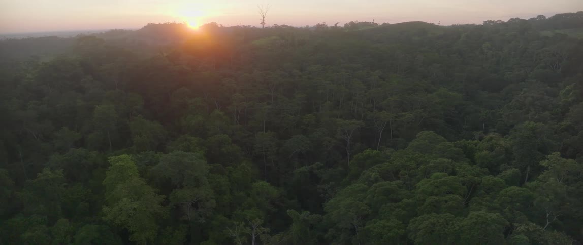 Sun sitting on the red horizon shines across the top of the trees in the forest