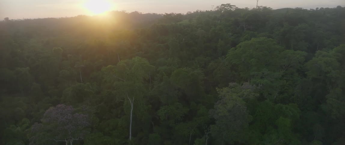 Aerial view of a sunlit glow cast over a dense forest canopy at sunset
