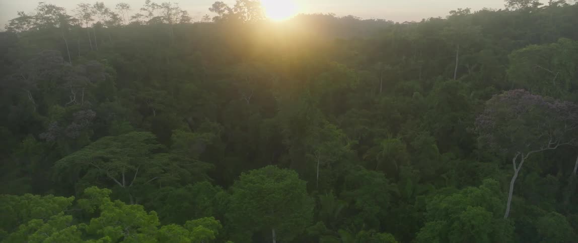 Aerial view of the sun lifting over a wide expanse of dense green forest