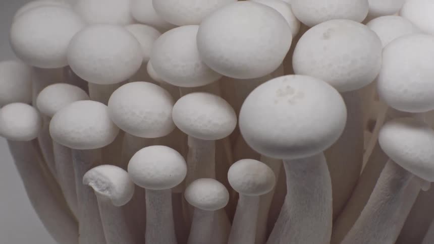 Cluster of white mushrooms with short stems and rounded caps in closeup