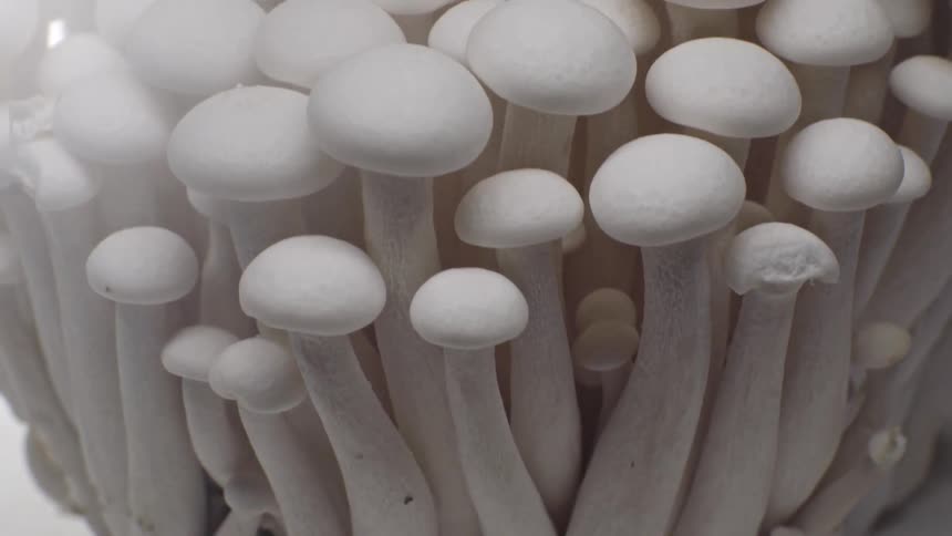 Closeup of a cluster of small white mushrooms with longer stems