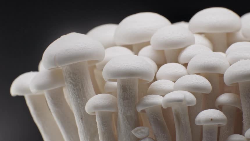 A compact cluster of white mushrooms with rounded caps and pale fibrous stems grows closely together filling the frame with a calm organic pattern set against a dark unfocused background