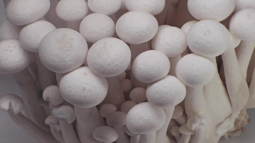 Tightly clustered white mushrooms with rounded caps seen in closeup