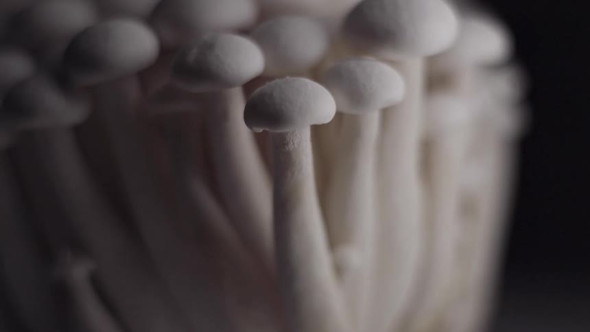 A compact cluster of white mushrooms with rounded caps and pale fibrous stems grows closely together filling the frame with an organic pattern set against a dark unfocused background
