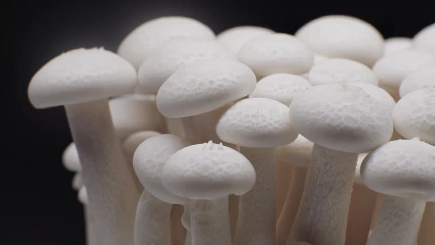 A close view shows a cluster of raw white shimeji mushrooms with rounded caps and slender stems against a dark gray or black background