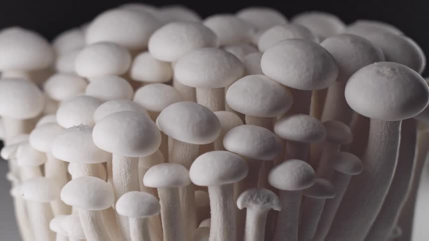 A compact cluster of white mushrooms with rounded caps and pale fibrous stems grows closely together filling the frame with a calm organic pattern set against a dark background