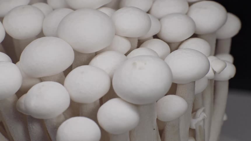 White mushrooms clustered with rounded caps and vertical stems in a tight composition