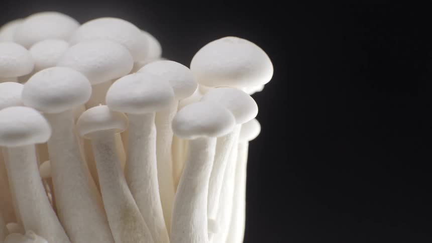 A closeup view pans slowly across a dense cluster of white mushrooms showcasing their smooth pristine caps and slender stems against a stark black background