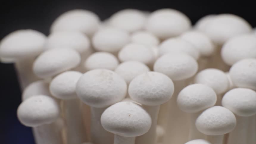 A mushroom with a bright white structure illuminated by a strong light standing out sharply against a dark surrounding