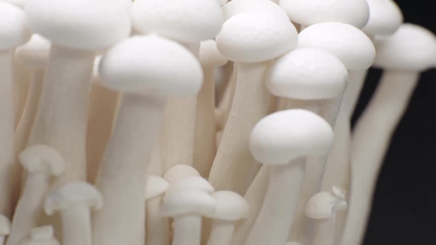 White mushrooms clustered with elongated stems and rounded caps against a dark background