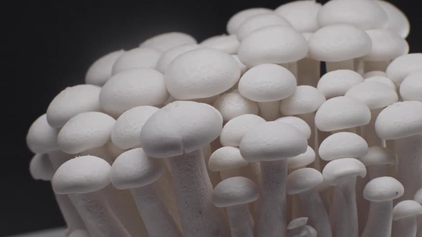 A tightly packed cluster of white mushrooms with smooth rounded caps and slender stems rises upward in overlapping layers creating a soft sculptural texture